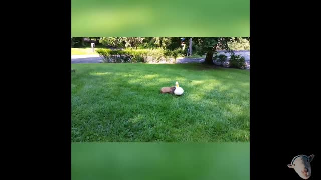 Funny Videos 2021- Compilation 05