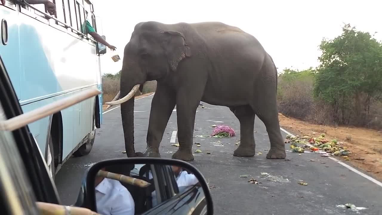 wild elephant on the road