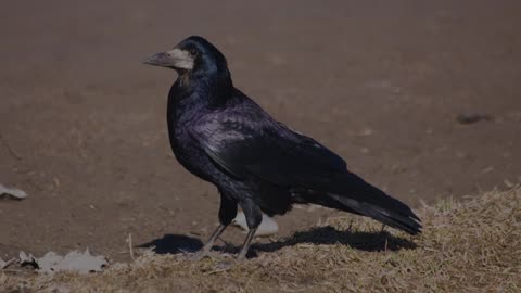 The Rook: Close Up HD Footage (Corvus frugilegus)