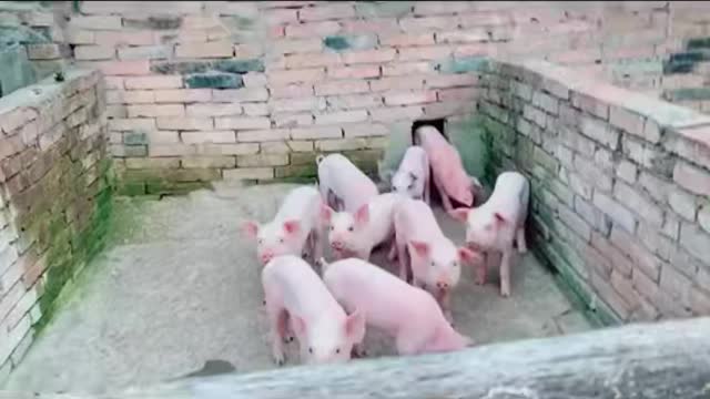 🐖 pigs hiding