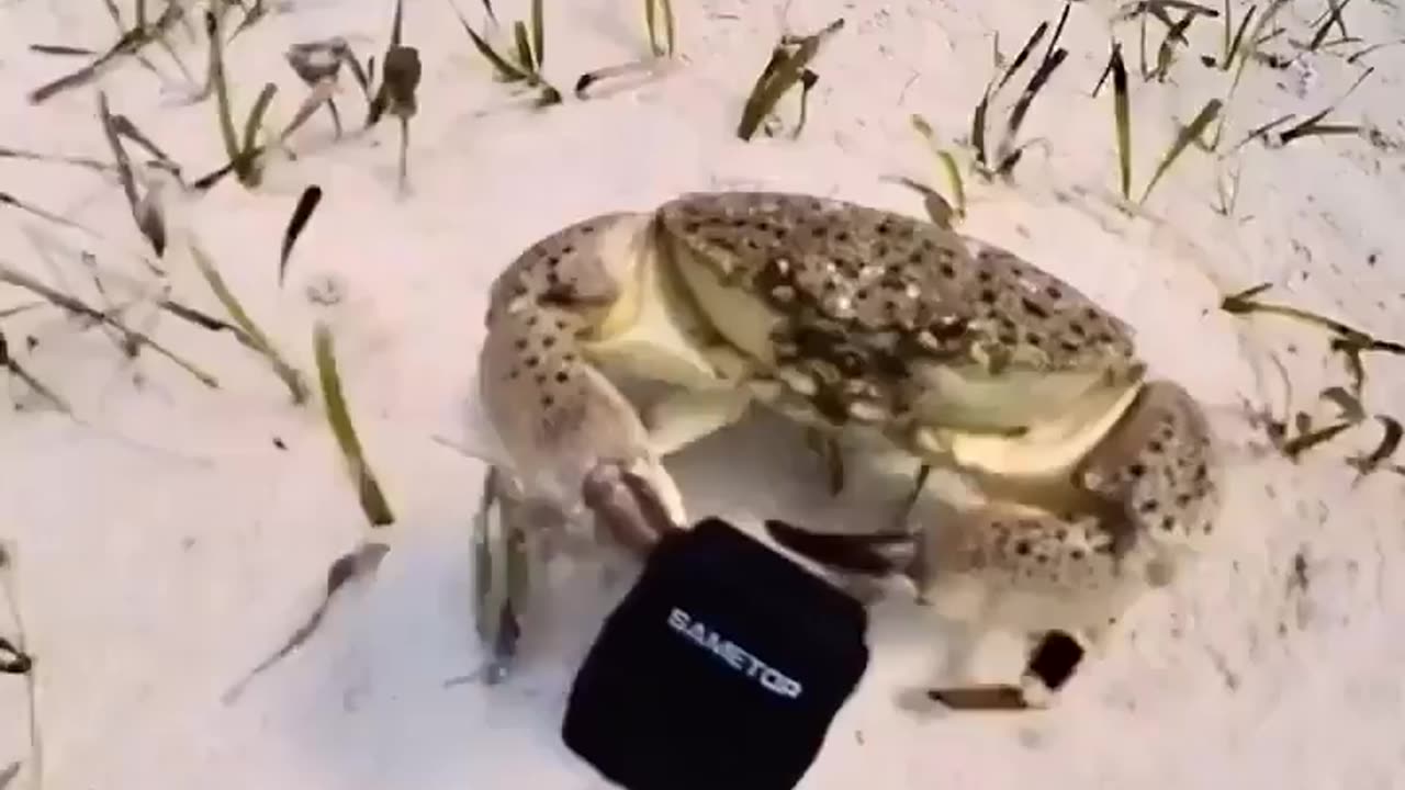 Crab decides to make the dive much more interesting