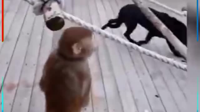 Funny dog and monkey fight videos.