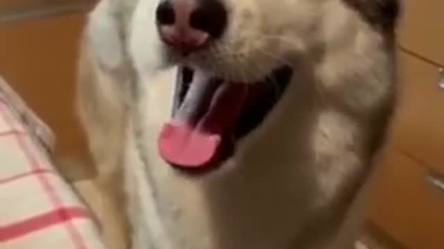 Siberian Husky trying to sing and talk but owner stops him. Try not to laugh challenge.