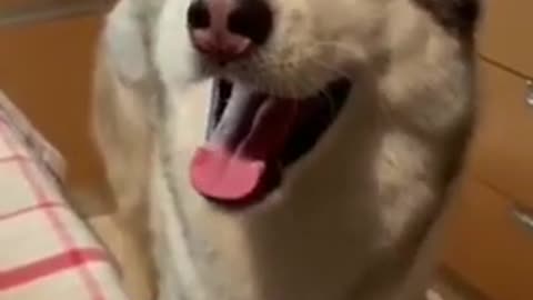 Siberian Husky trying to sing and talk but owner stops him. Try not to laugh challenge.