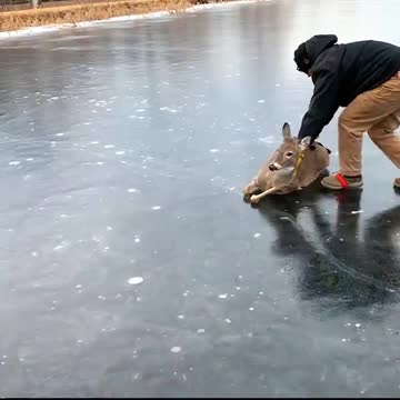 WATCH : A stranded deer has been rescued from a frozen lake!