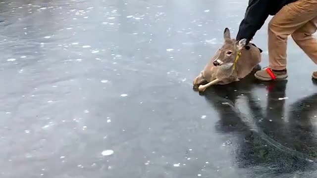 WATCH : A stranded deer has been rescued from a frozen lake!