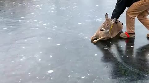 WATCH : A stranded deer has been rescued from a frozen lake!