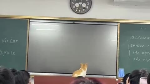 Professor cat