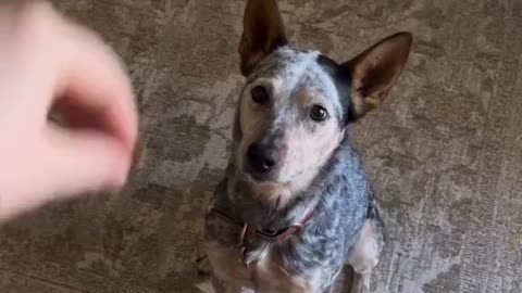 She knows what's at the door every time 😍😭 Adorable!