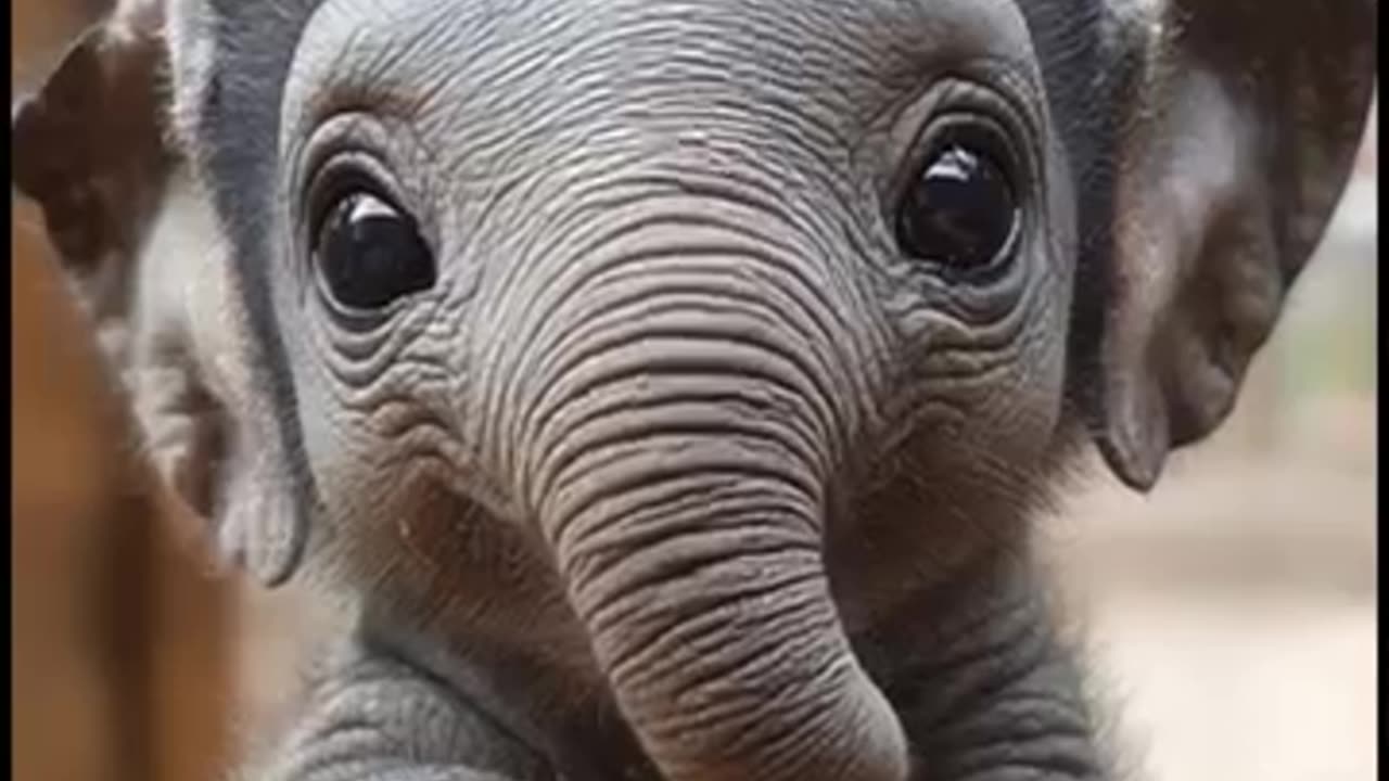 cute babby elephant