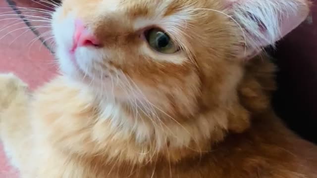 Playing with my cat 🐱 🐈