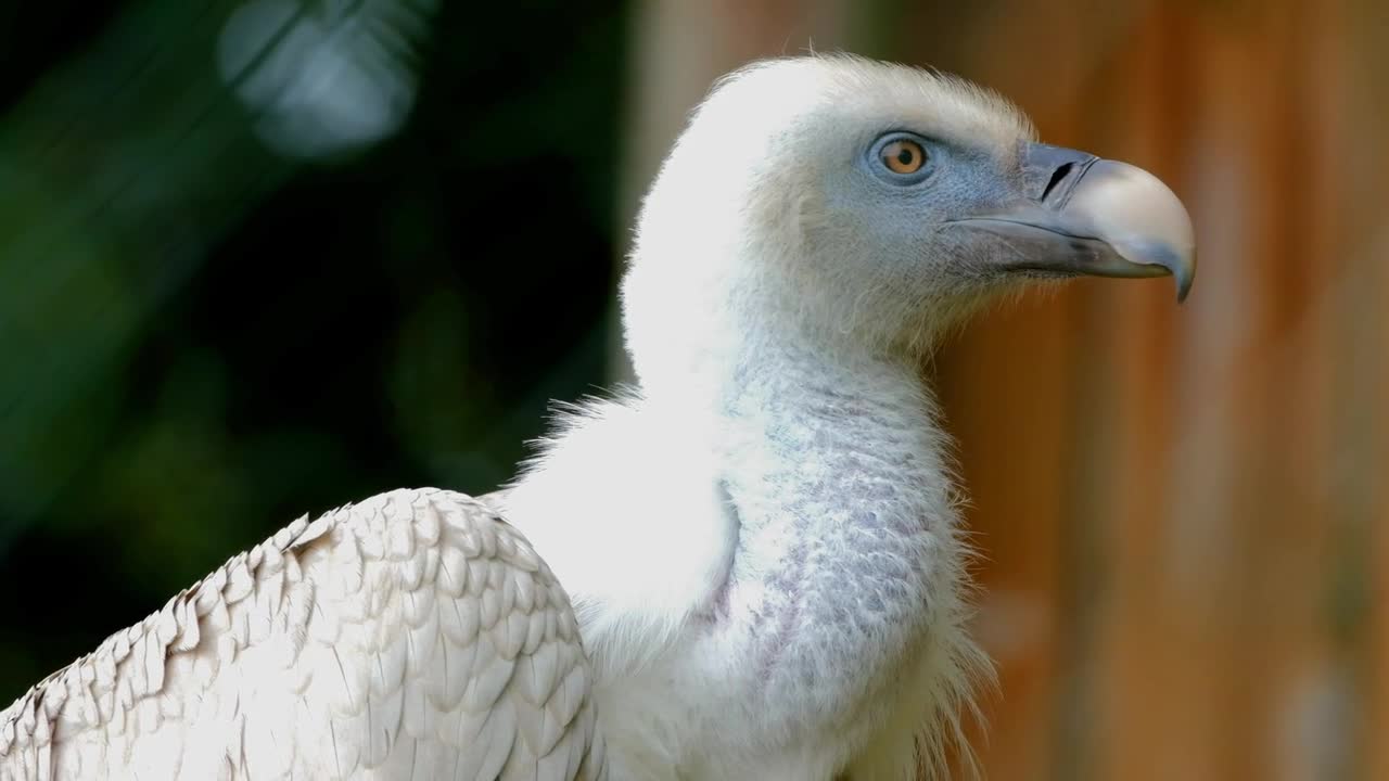 oiseau vautour oiseaux de proie charognard