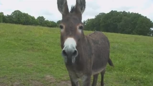 Donkeys and Horses - LAUGHING TO DIE !!