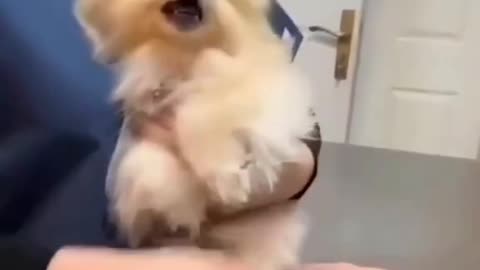 Injecting cute puppy