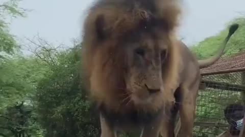 size of this lion