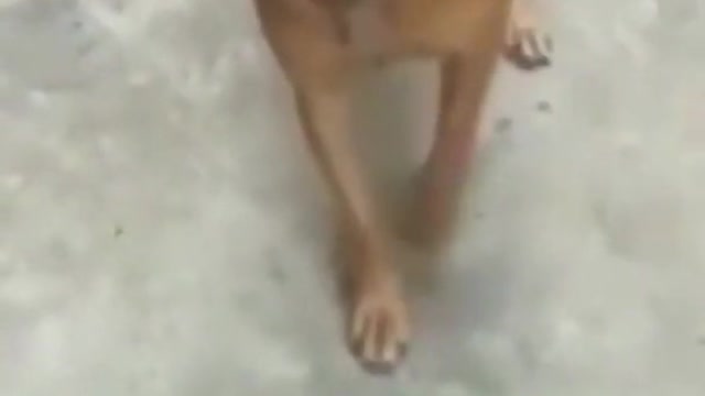 🤣 #Shorts Cute Dog video