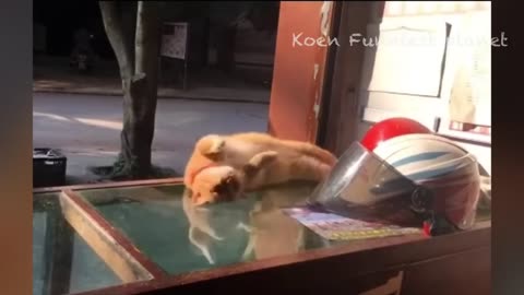 Funny Dogs And Cats Videos