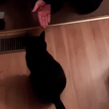 Bailey the Cat does Dog Tricks