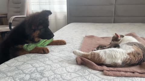 The daily life of a cat and a dog -8