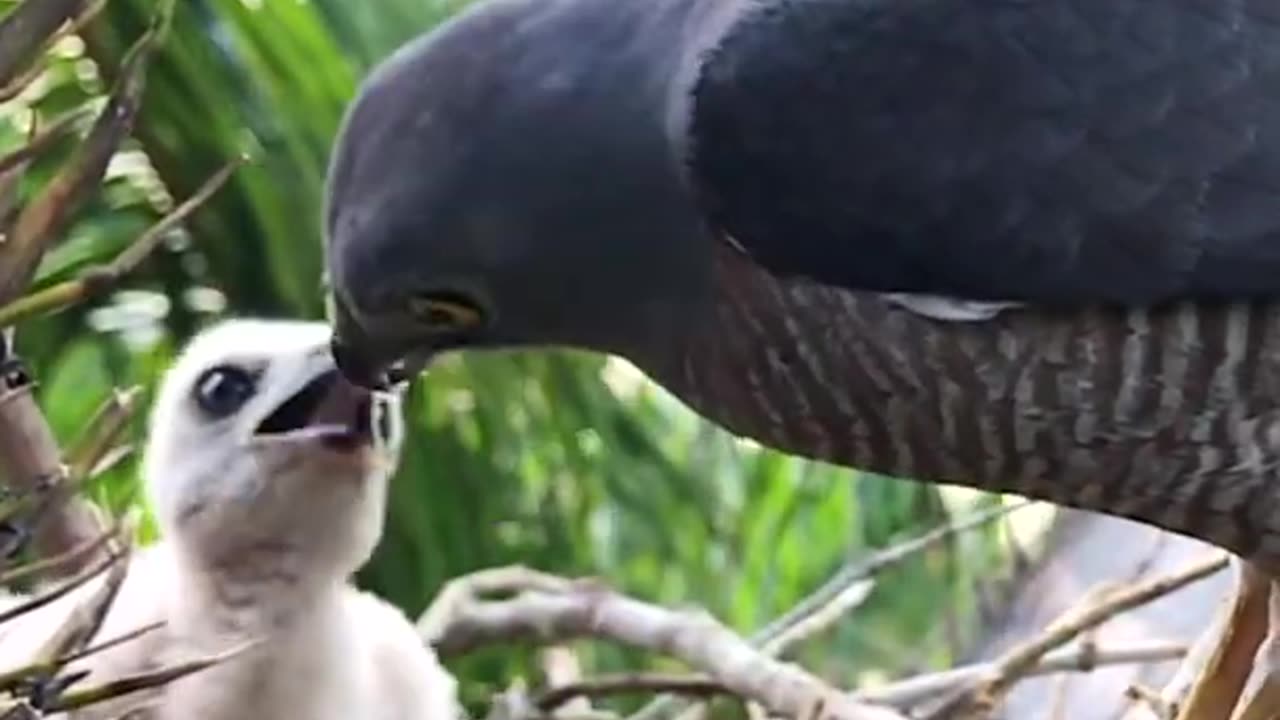 Mother_Bird_Attacks_and_Eats_Skink_With_a_Chick_–_How_Baby_Shikra_Poop_in_the_Clean_Nest_