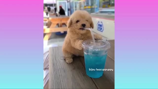 Cute dog full injoy🥰😍