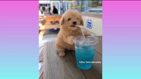 Cute dog full injoy🥰😍