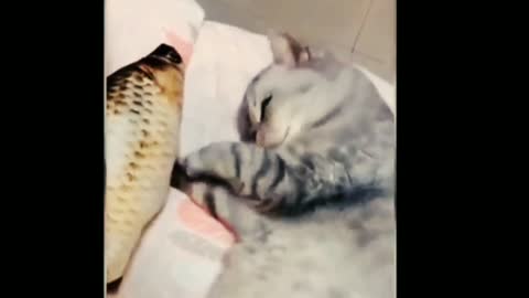 Funny cat's vedio. Cat's vedio. Cat's training vedio