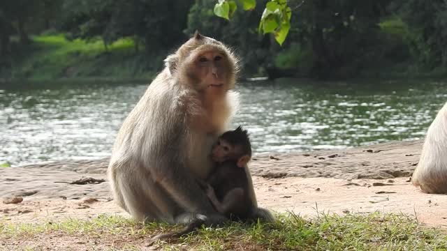monkey with her babe