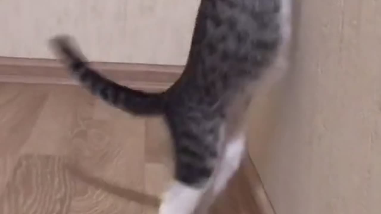 Cute cat's daily life