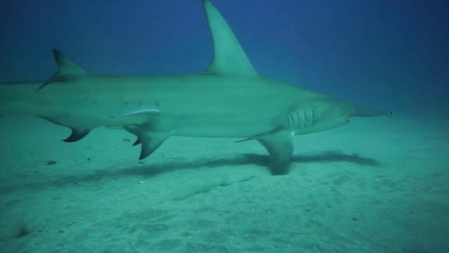 Hammerhead Sharks Feeding Frenzy