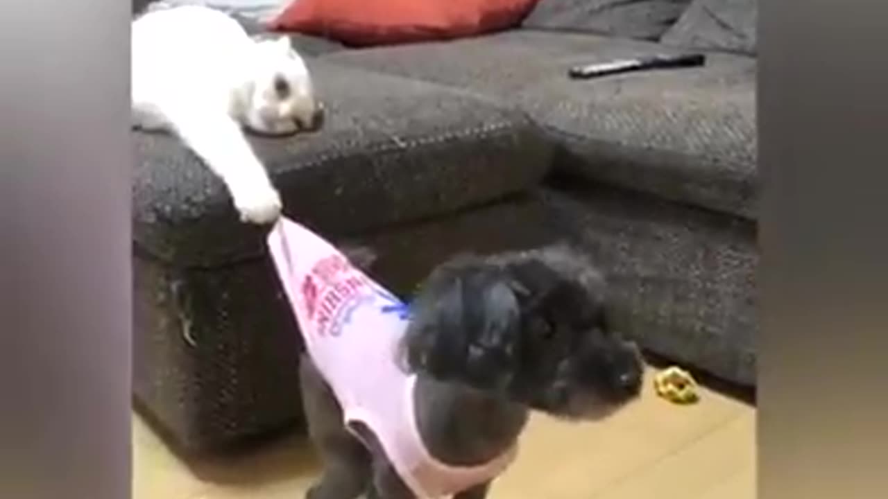 Dogs and cats funny 🤣😁🤣😁 moments.adorable