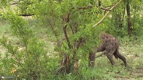 12 Times Hyenas Messed With The Wrong Animals