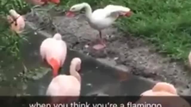 When you think you're a flamingo