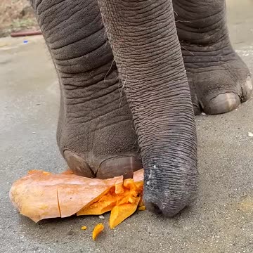 Fantastic Beasts. Elephant Eats Pumpkin