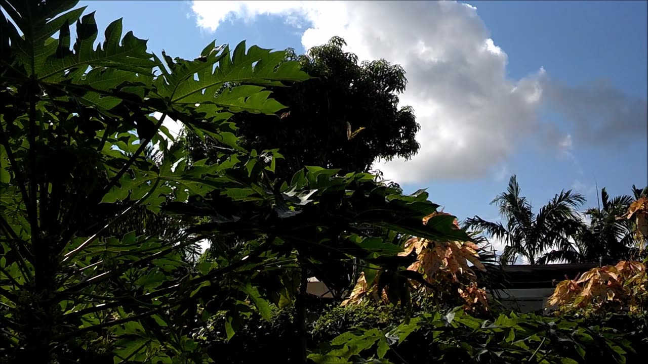 South Florida is Giant Swallowtail Butterfly Country