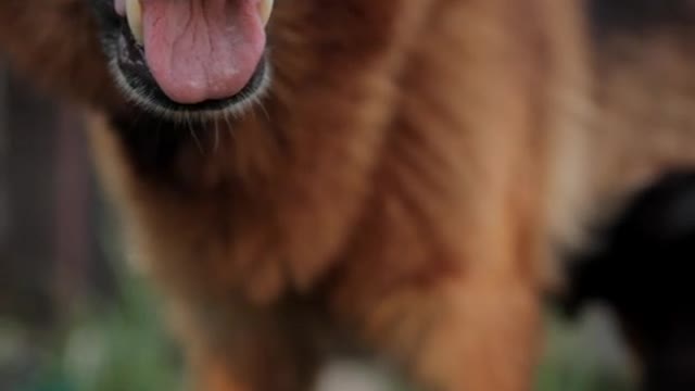 cute dog feeding dog kids