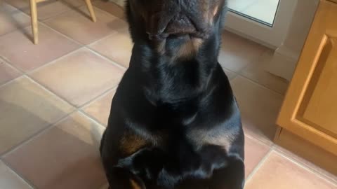 Rottweiler’s will do anything for a treat!