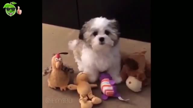 Try Not To Laugh Watching Funny Animals /Funniest Animals Vines 2021