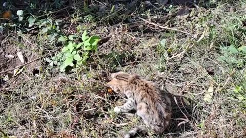 Cute, playful kitten playing in the yard