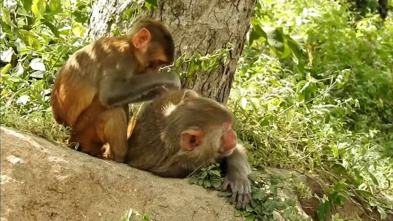 Monkey Videos Funny and Cute Monkey Video