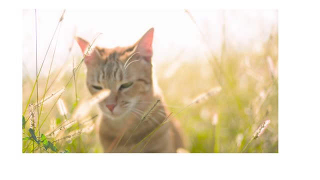 cat in the sun