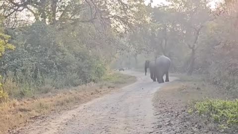 Best Resort in Jim Corbett