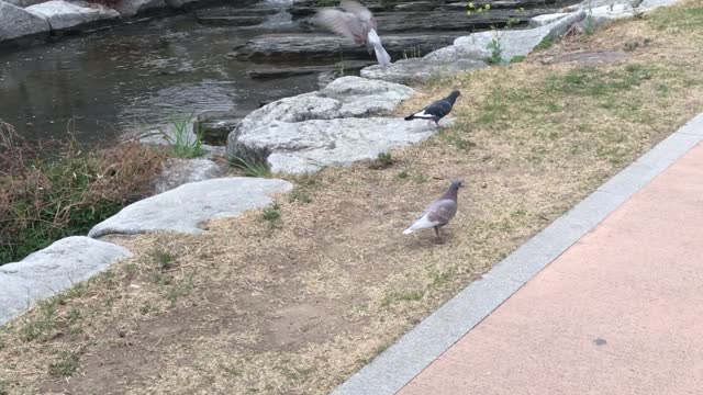 a walking pigeon