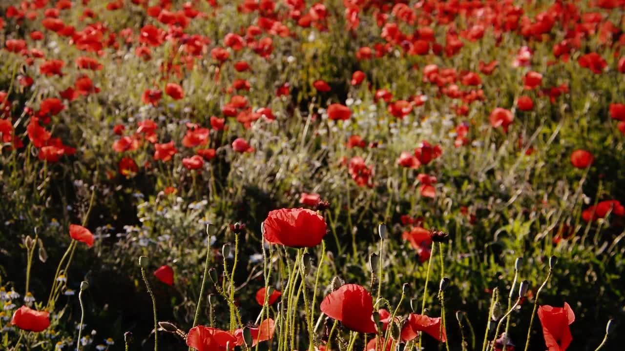 Poppy flowers