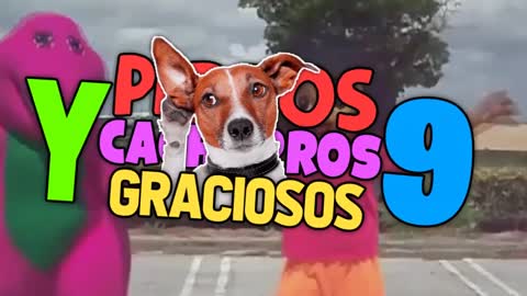 PERROS Y CACHORROS GRACIOSOS y divertidos