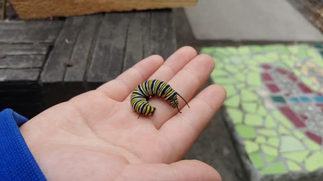 Tickle tickle! Caterpillar lover!