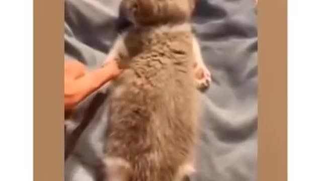 An Hilarious Cat Video.