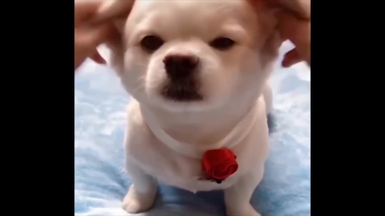 Playing with Puppy Ears | Funny Puppies | Cute Dogs