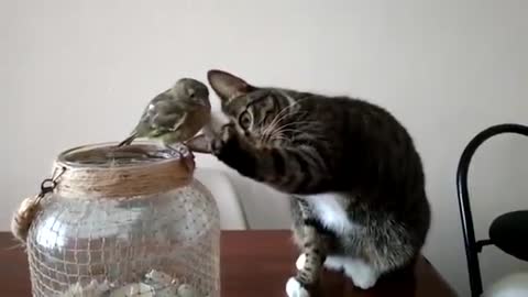 Kitty touching bird