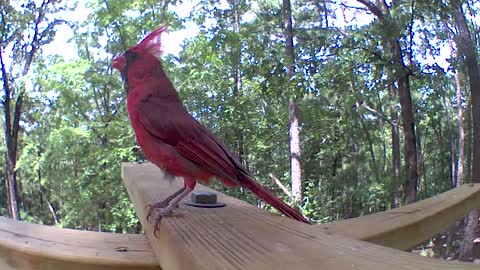 Cardinals song